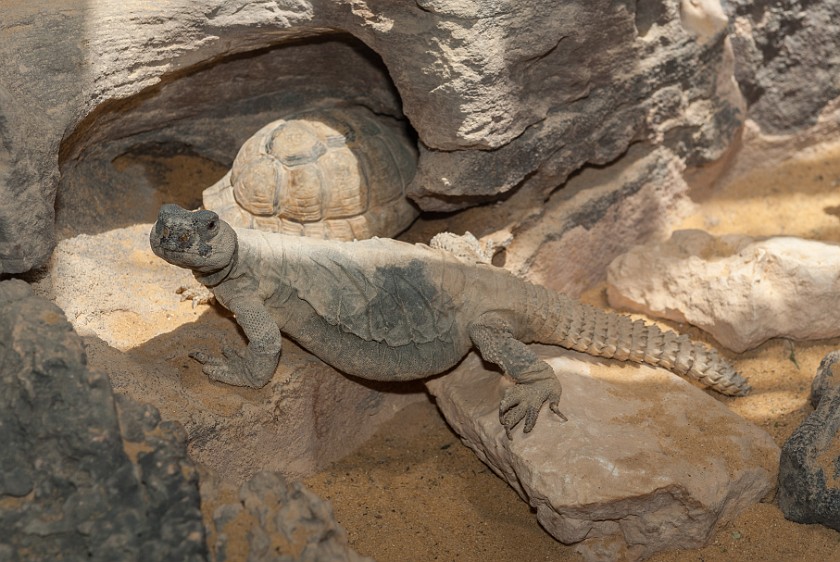 Makhtesh Ramon. Lizard and turtle. Mitzpe Ramon. .