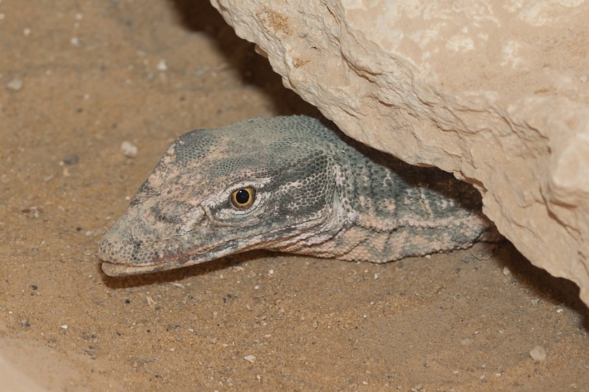 Makhtesh Ramon. Lizard. Mitzpe Ramon. .