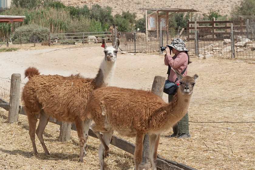 Alpaca Farm. Alpacas. Mitzpe Ramon. .