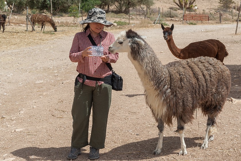 Alpaca Farm. Feeding an alpaca. Mitzpe Ramon. .