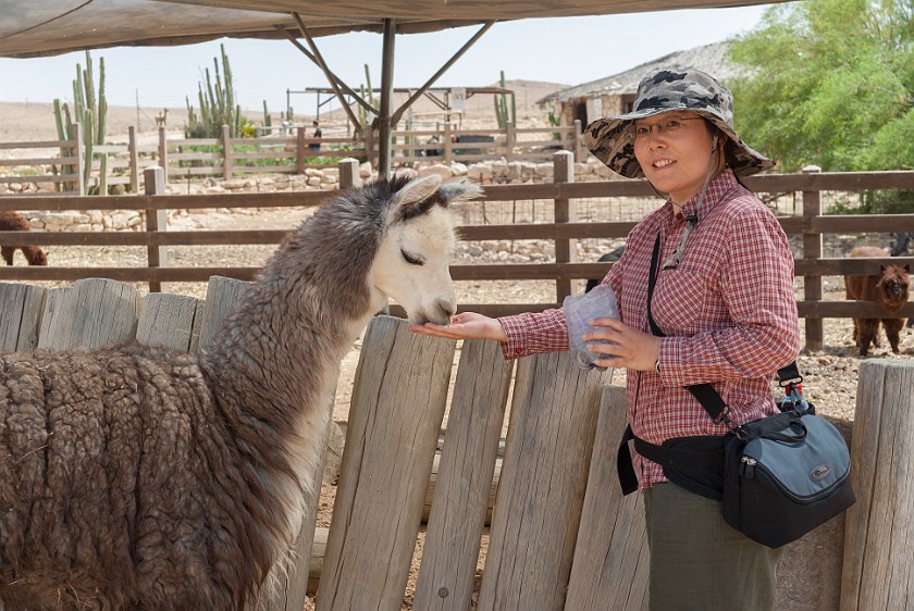 Alpaca Farm. Feeding an alpaca. Mitzpe Ramon. .