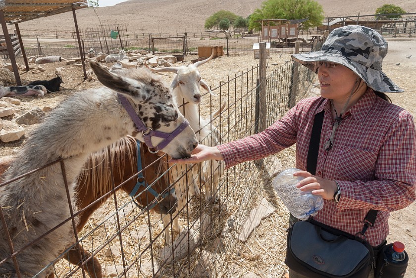 Alpaca Farm. Feeding an alpaca. Mitzpe Ramon. .