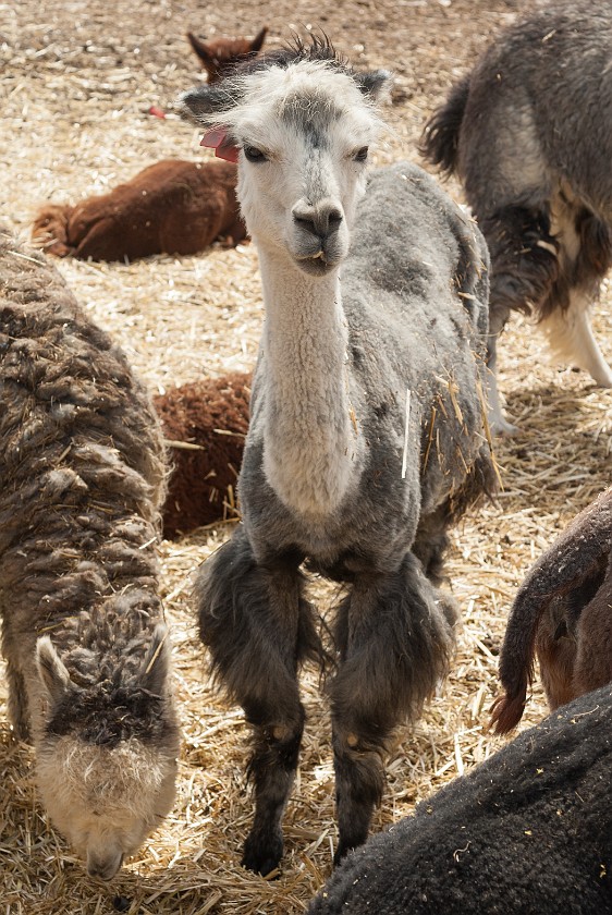 Alpaca Farm. Alpaca. Mitzpe Ramon. .