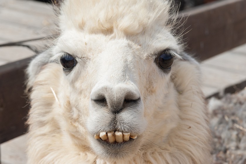Alpaca Farm. Alpaca. Mitzpe Ramon. .