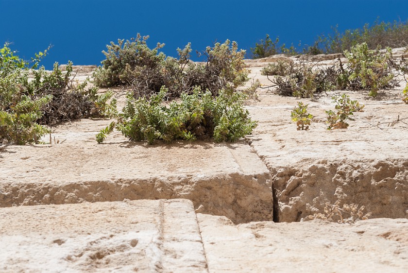 Jerusalem Archaeological Park. Plants growing on the wall. Jerusalem. .