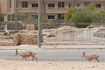 ISR097