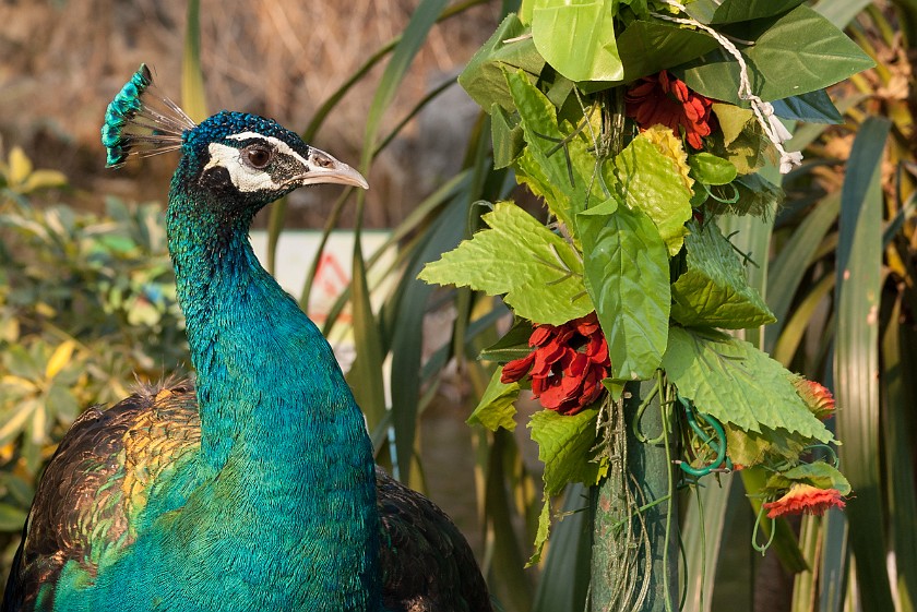 Seven Star Park. Peacock. Guìlín. .