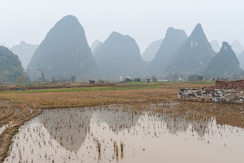 Bicycle Tour Along the Yùlóng Hé River. Paddy field. Yángshuò. .