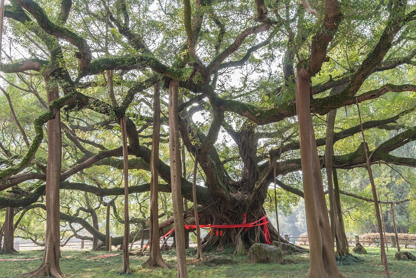 Yuèliàng Shan Area. Big Banyan Tree. near Yángshuò. .