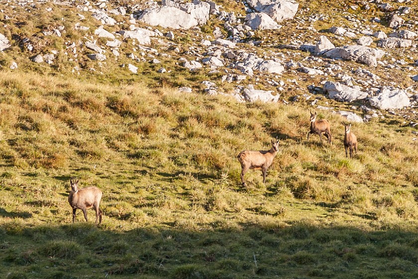 Hike to the Meilerhütte. Chamois on the Frauenalp. near Garmisch-Partenkirchen. .