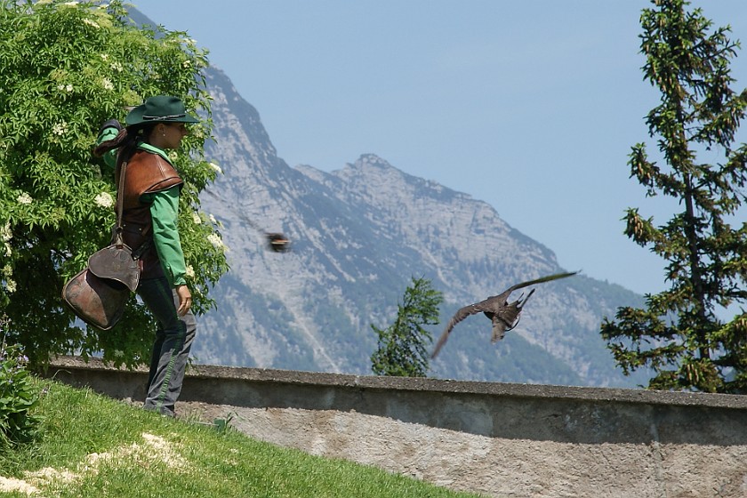 Hohenwerfen Fortress. Falconer. Werfen. .