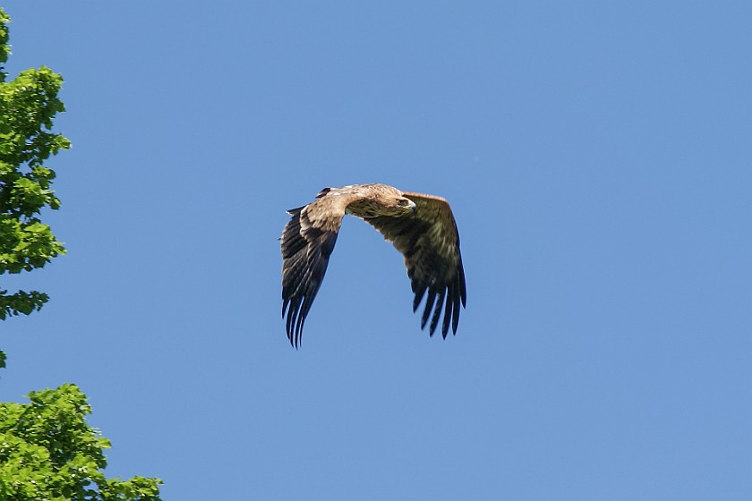 Hohenwerfen Fortress. Eagle. Werfen. .
