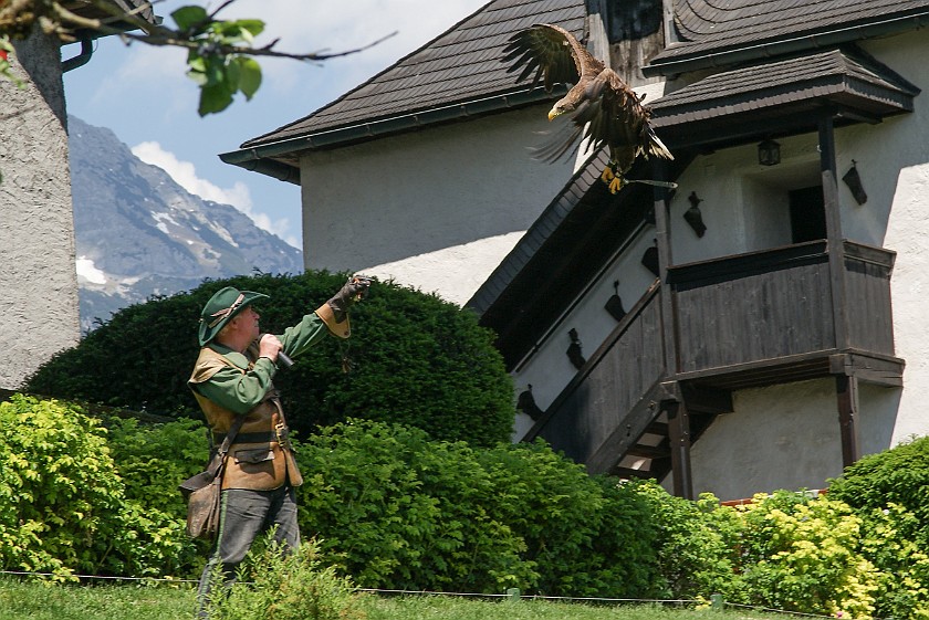 Hohenwerfen Fortress. Falconer. Werfen. .