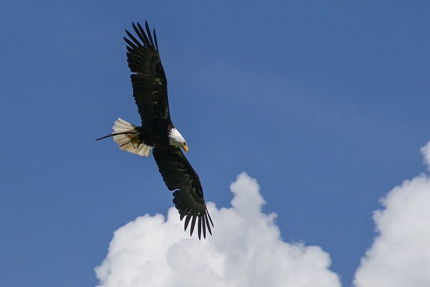 Hohenwerfen Fortress. Bald eagle. Werfen. .