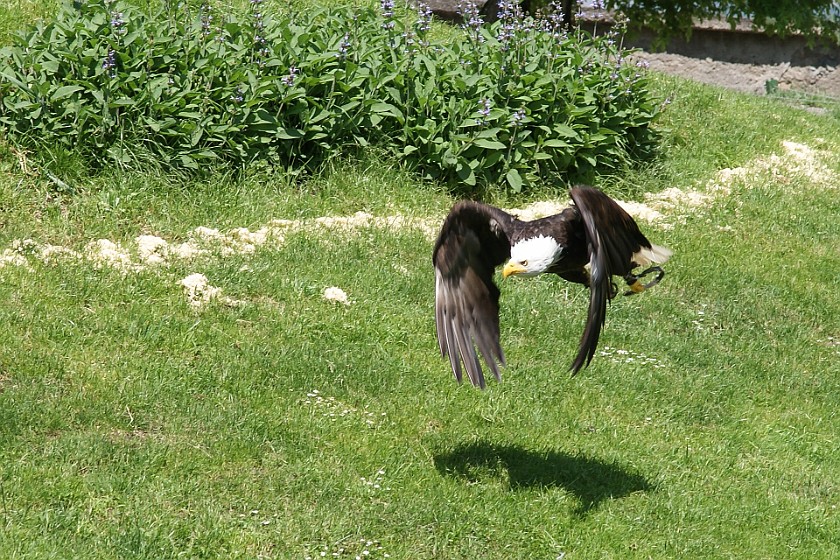 Hohenwerfen Fortress. Bald eagle. Werfen. .