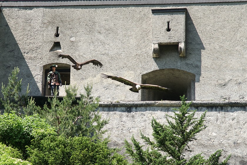 Hohenwerfen Fortress. Vultures. Werfen. .