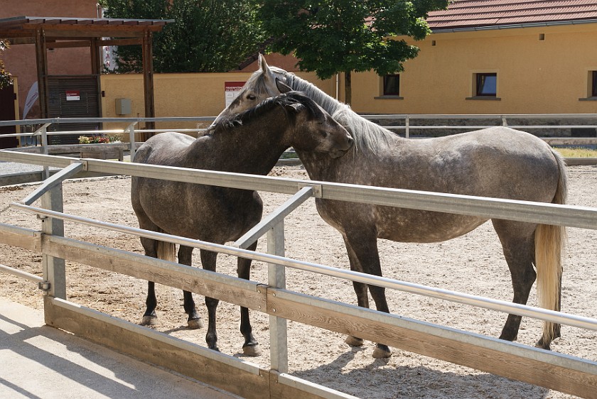 Federal Stud Piber. Main building. Köflach. .