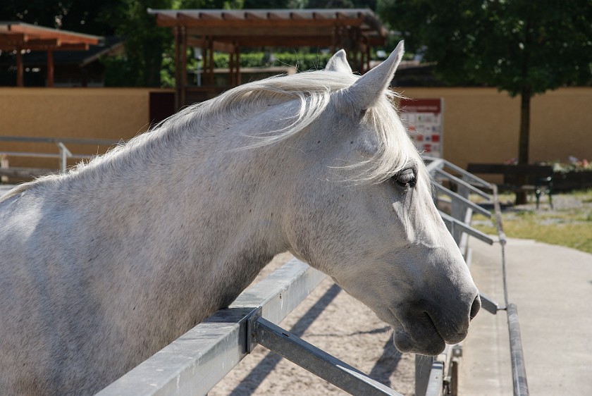 Federal Stud Piber. Main building. Köflach. .