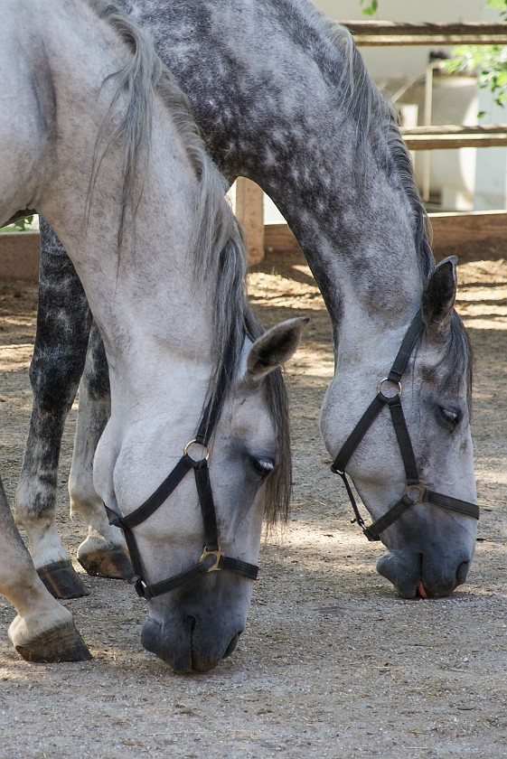 Federal Stud Piber. Main building. Köflach. .