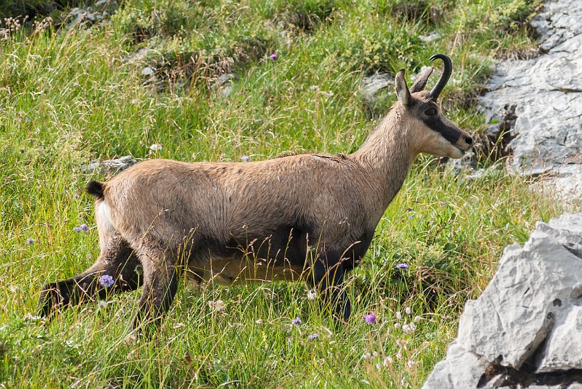 Hindelanger Klettersteig. Chamois. Oberstdorf. .
