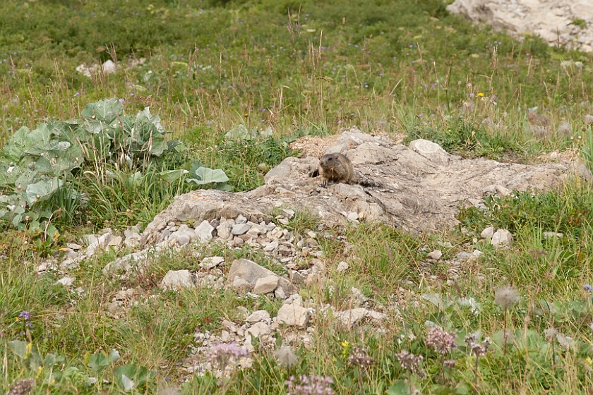 Hike to the Rappenseehütte. Marmot. Oberstdorf. .