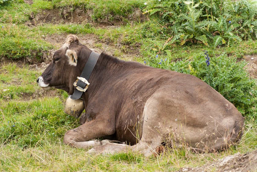 Hike to the Rappenseehütte. Cow. Oberstdorf. .