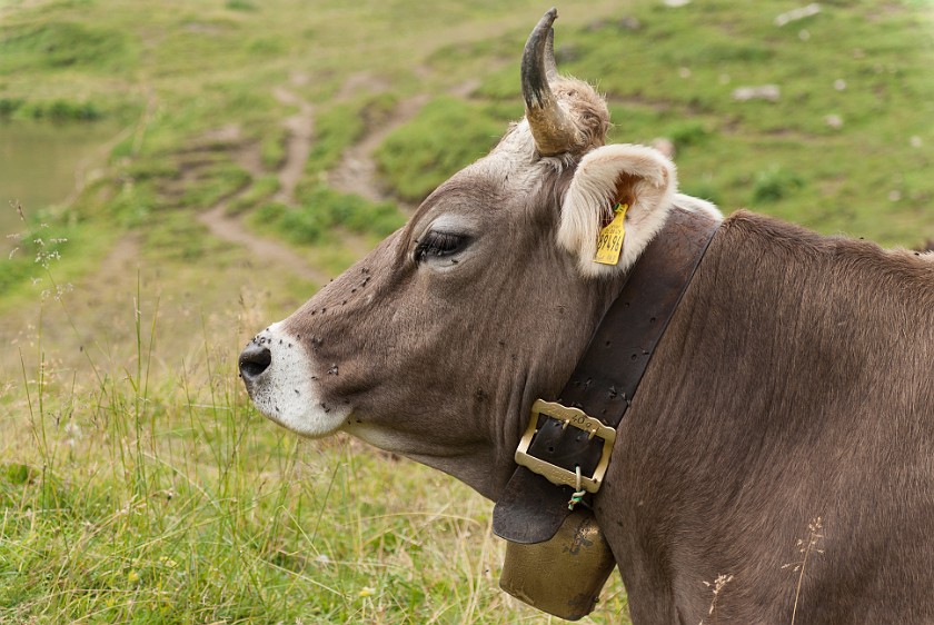 Hike to the Rappenseehütte. Cow. Oberstdorf. .