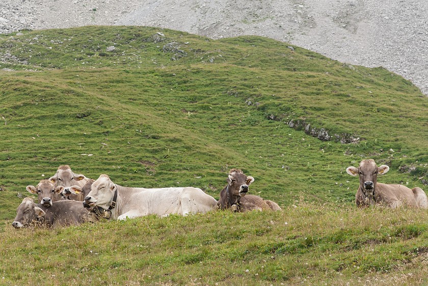 Hike to the Rappenseehütte. Cows. Oberstdorf. .