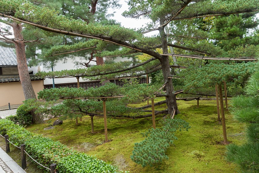 Daitoku-Ji. Tree with supported branches. Kyoto. .