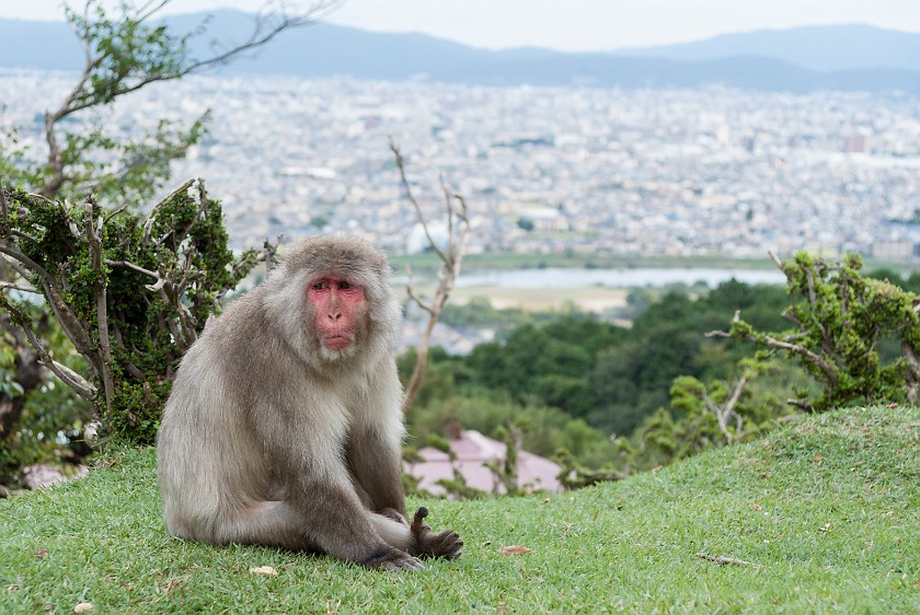 Arashiyama Monkey Park Iwatayama. Japanese macaque. Kyoto. .