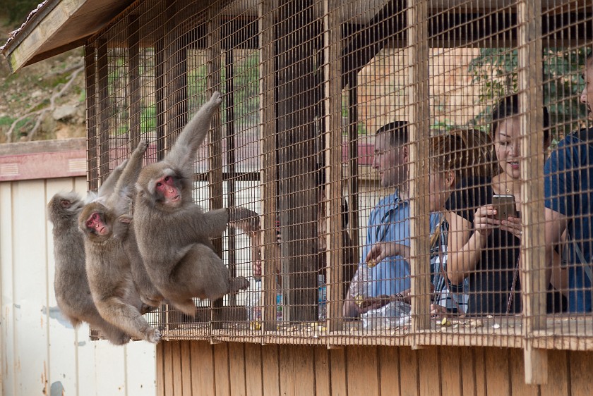 Arashiyama Monkey Park Iwatayama. Japanese macaques waiting for food. Kyoto. .