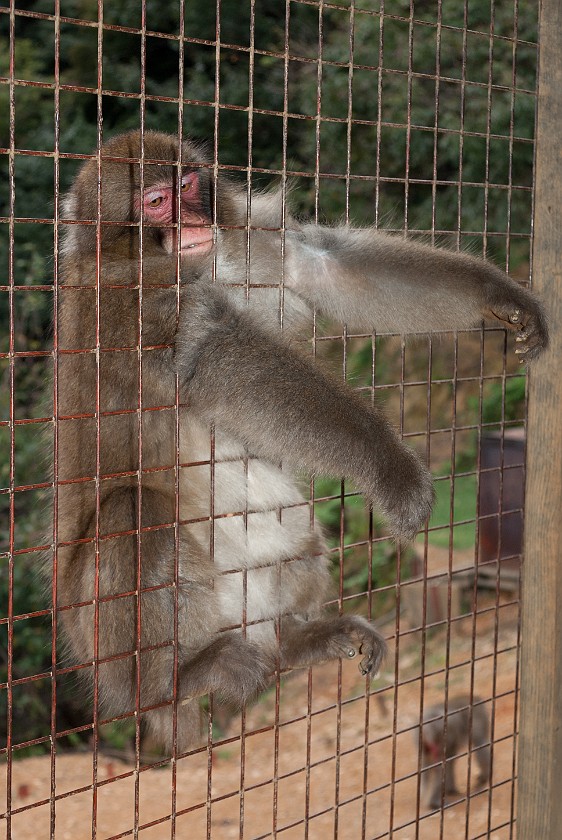 Arashiyama Monkey Park Iwatayama. Japanese macaque waiting for food. Kyoto. .