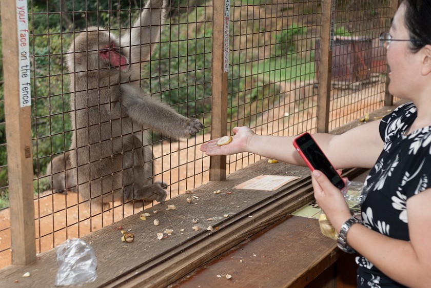 Arashiyama Monkey Park Iwatayama. Japanese macaque being fed. Kyoto. .
