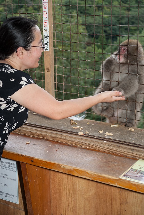Arashiyama Monkey Park Iwatayama. Japanese macaque being fed. Kyoto. .