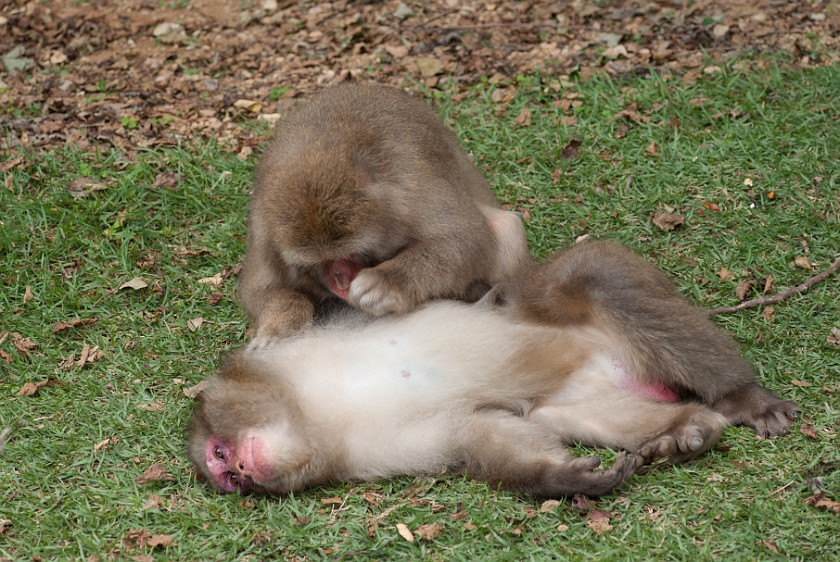 Arashiyama Monkey Park Iwatayama. Japanese macaque delousing one of its peers. Kyoto. .