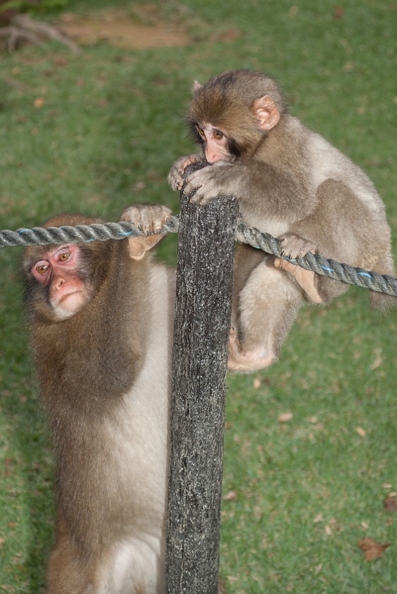 Arashiyama Monkey Park Iwatayama. Japanese macaques playing. Kyoto. .