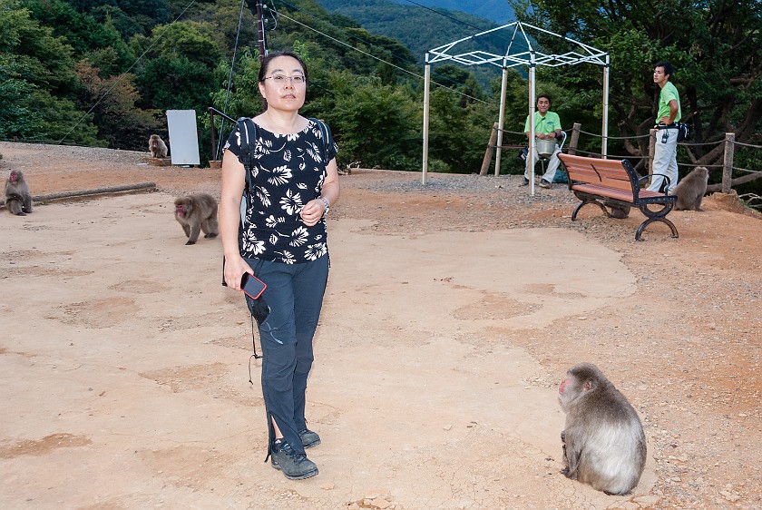 Arashiyama Monkey Park Iwatayama. Yard with macaques in front of the visitor building. Kyoto. .