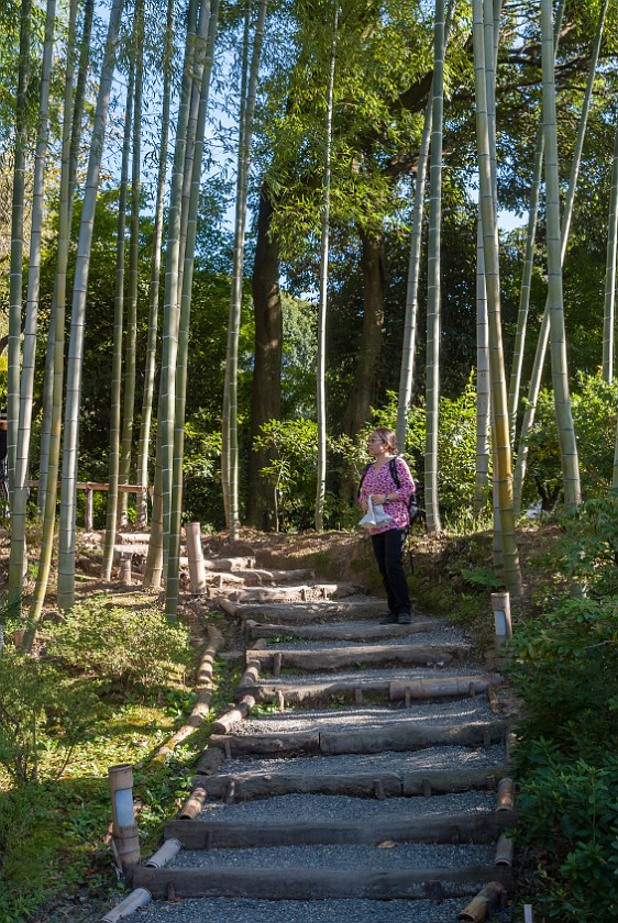 Higashiyama Area. Bamboo forest. Kyoto. .