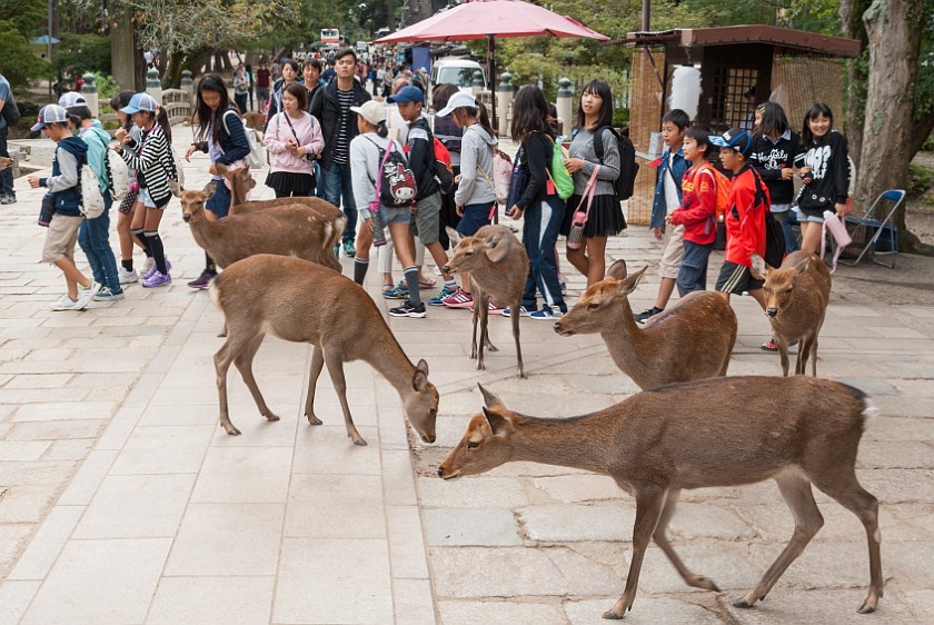 Nara. Tame deer in the midst of people. Nara. .