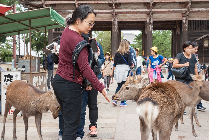 Nara. Portrait with deers. Nara. .
