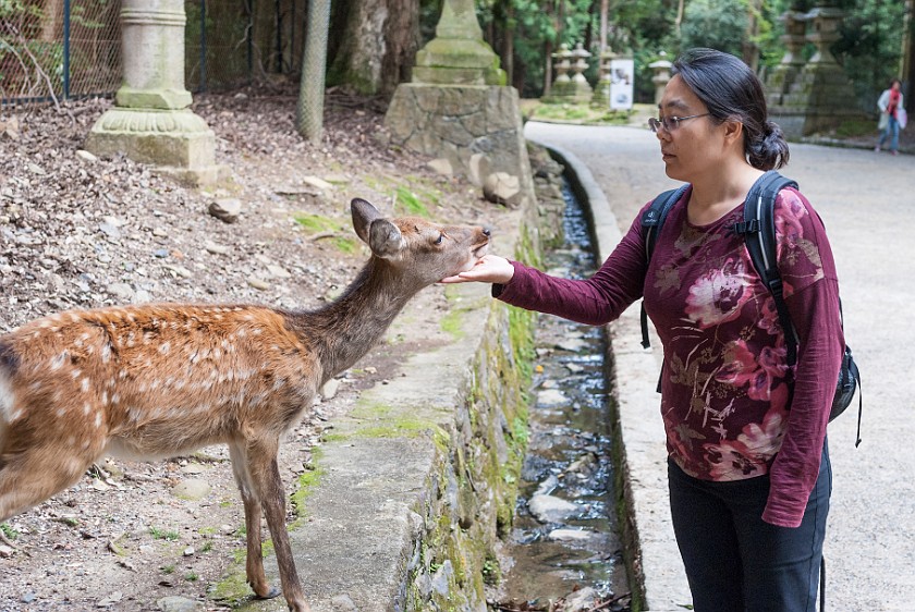 Nara. Portrait with deer. Nara. .