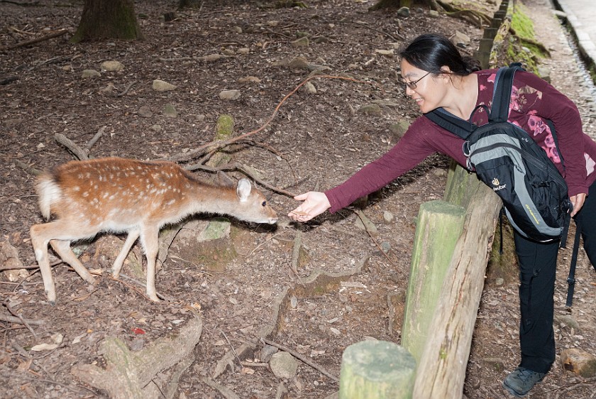 Nara. Portrait with deer. Nara. .
