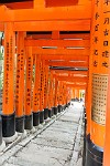 KYO084