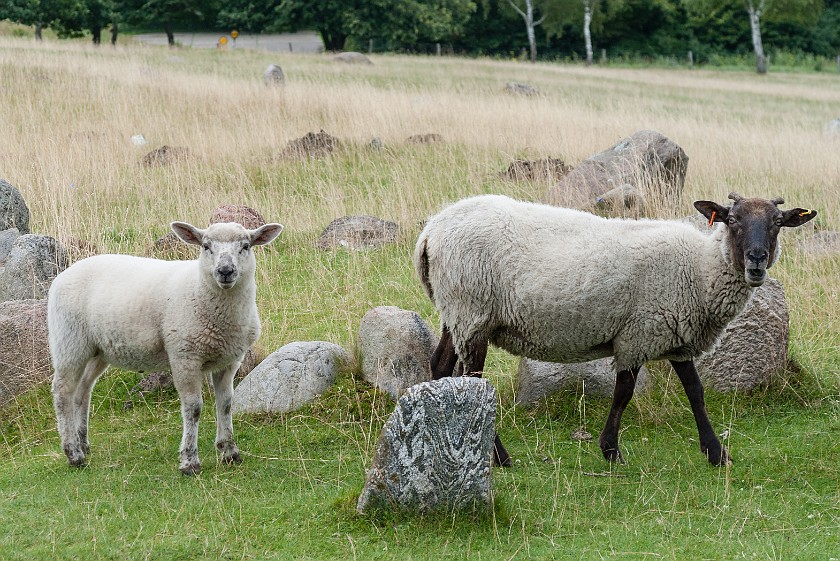 Lindholm Høje Museum. Sheep on the stone circles hill. Nørresundby. .