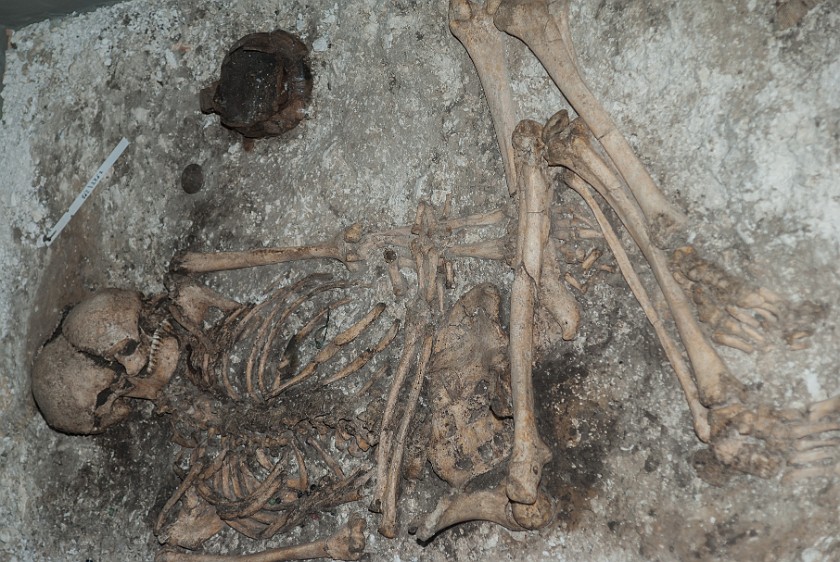 Lindholm Høje Museum. Skeleton. Nørresundby. .