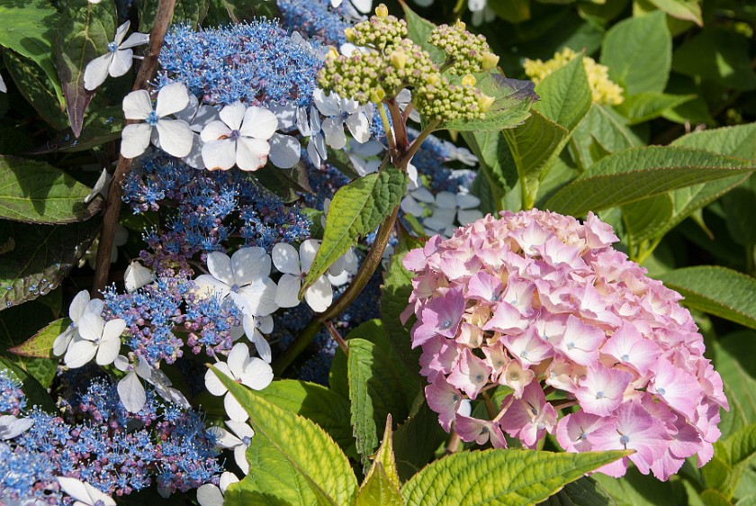 Stavanger. Flowers. Stavanger. .