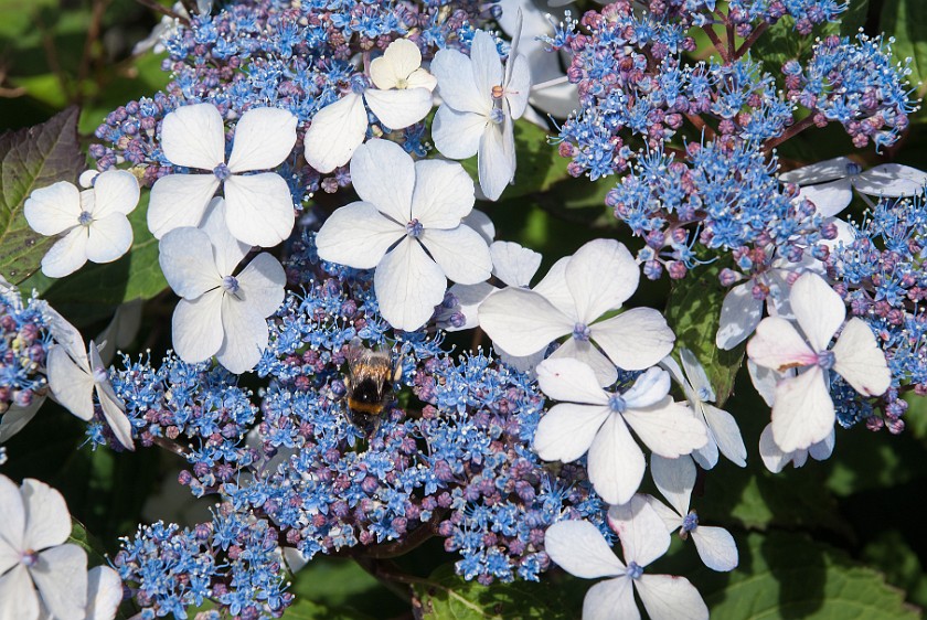 Stavanger. Flowers. Stavanger. .