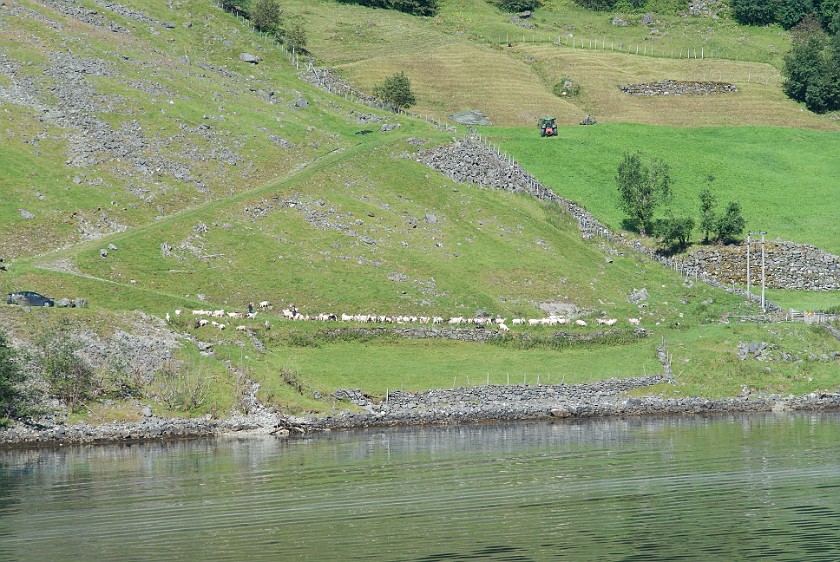 Cruise on the Nærøyfjord. Mountain fields. Bakka. .
