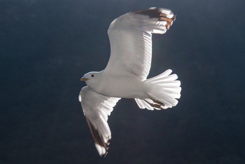 Cruise on the Nærøyfjord. Gull. near Gudvangen. .
