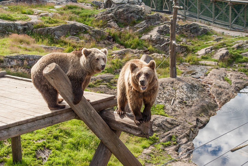 Bjørneparken. Brown bears. Flå. .